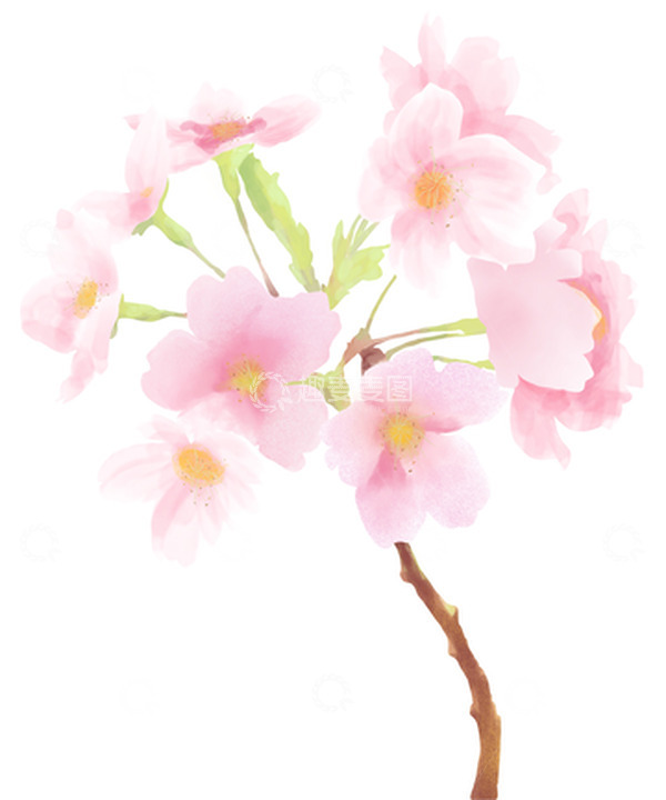 源文件下载【趣麦麦图】粉色春分樱花水彩画手绘元素插画