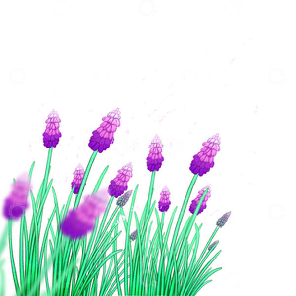 源文件下载【趣麦麦图】花 花丛 风信子