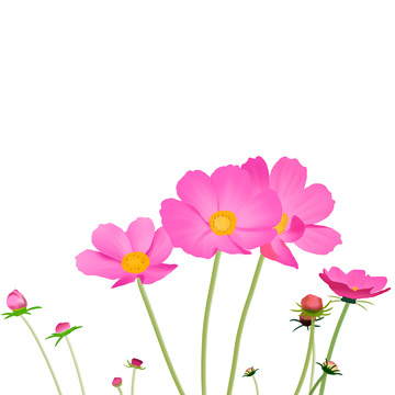 粉红色格桑花