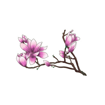 玉兰花 春天的花 免抠元素