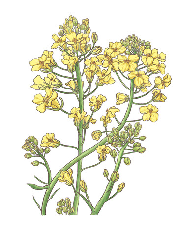 春天的黄色的三棵油菜花