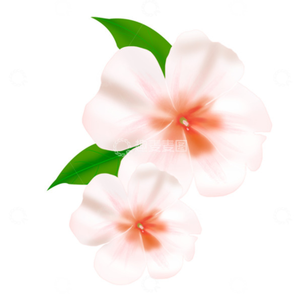 源文件下载【趣麦麦图】手绘白色花朵