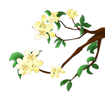 清明植物桂花树枝