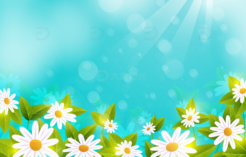 春天花朵阳光雏菊光斑绿叶