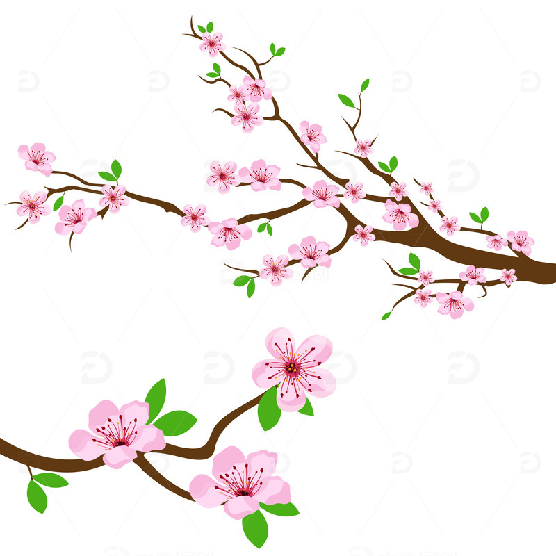 春天春季花朵桃花樱花花枝枝头