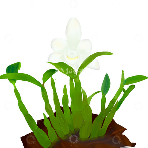 源文件下载【趣麦麦图】铁霍山皮石斛花枫斗