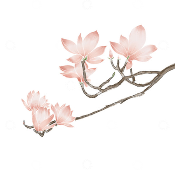 源文件下载【趣麦麦图】水墨风古风玉兰花粉色花草水彩花卉春季花朵