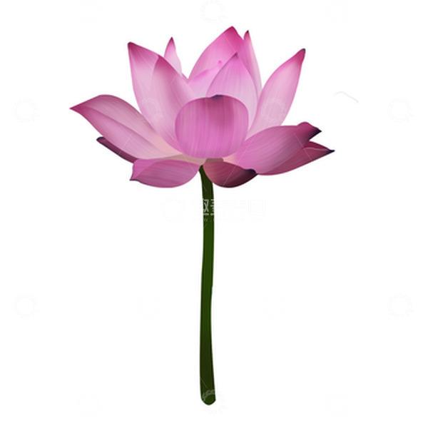 源文件下载【趣麦麦图】单支荷花分层图