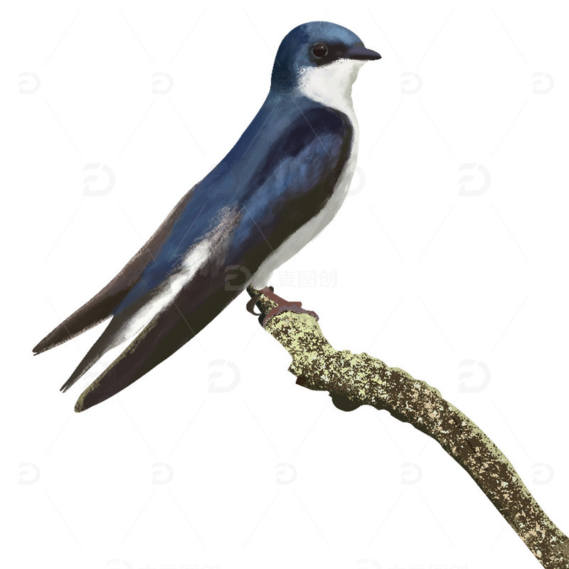 春天枝头独燕子