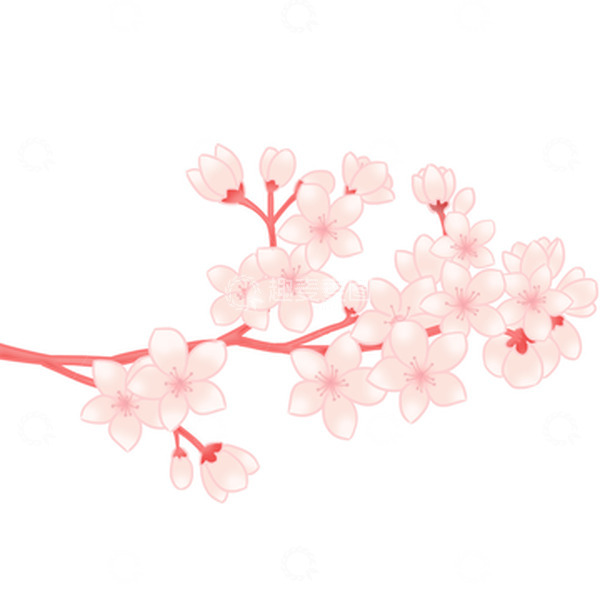 源文件下载【趣麦麦图】樱花春分花朵绽放