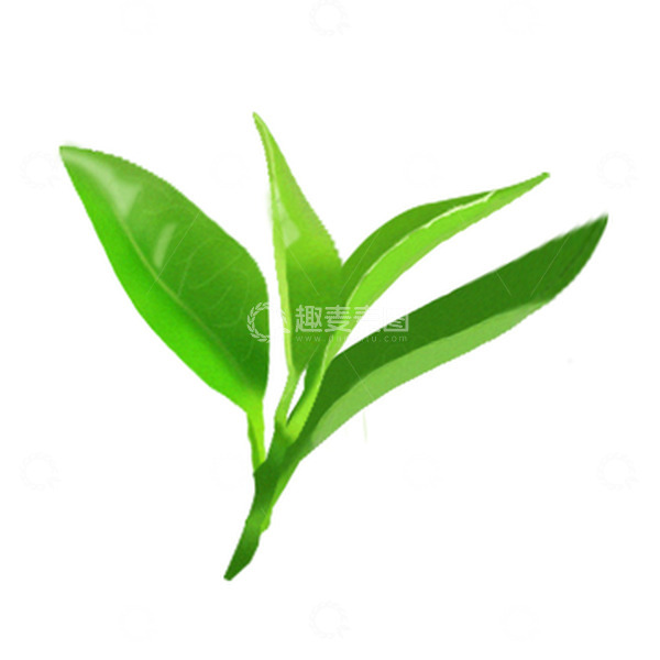 源文件下载【趣麦麦图】春天绿色嫩茶叶