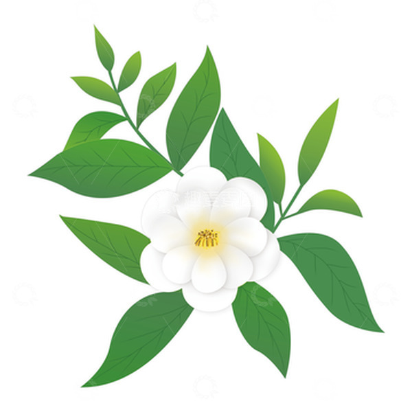 源文件下载【趣麦麦图】手绘春茶茶花