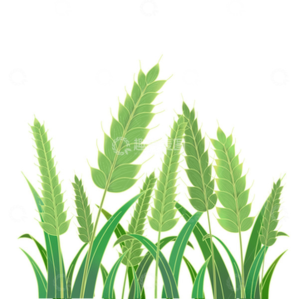 源文件下载【趣麦麦图】扁平手绘卡通绿色麦子元素