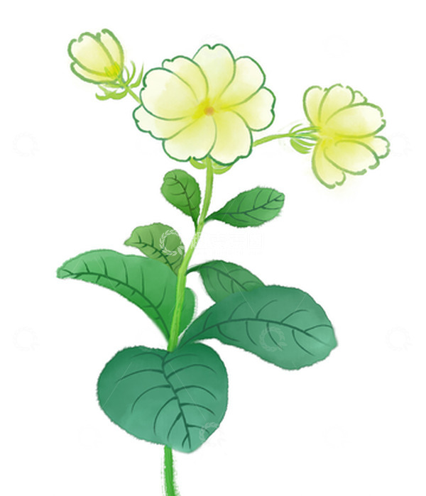 源文件下载【趣麦麦图】绿色茉莉花水彩清新植物花草插画
