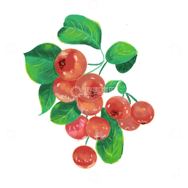 源文件下载【趣麦麦图】水墨水彩果实植物花卉