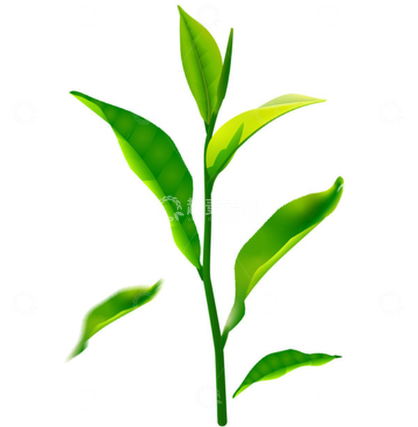 源文件下载【趣麦麦图】谷雨茶叶树叶新芽树枝叶子春茶