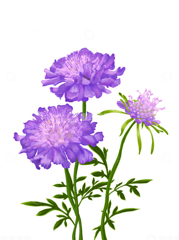 源文件下载【趣麦麦图】植物花卉蓝盆花手绘元素