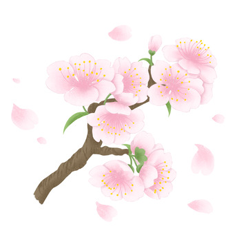 粉色浪漫樱花