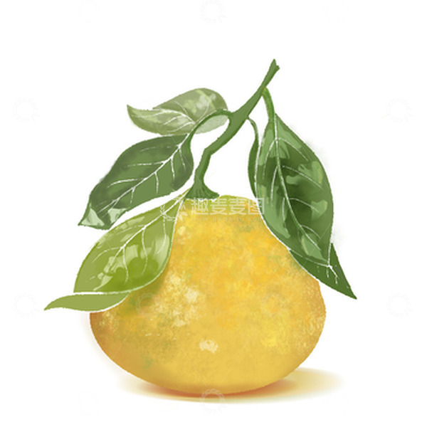源文件下载【趣麦麦图】复古水彩水果橙子植物丰收插画