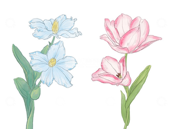 源文件下载【趣麦麦图】花 郁金香 花卉