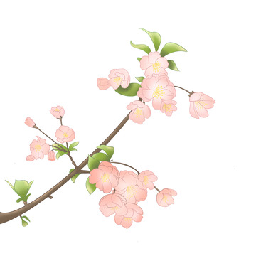 花 花卉 海棠花