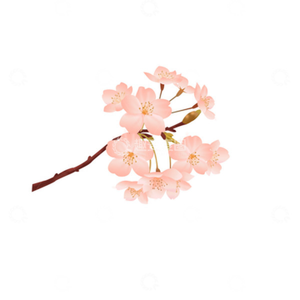 源文件下载【趣麦麦图】-春天樱花植物插画