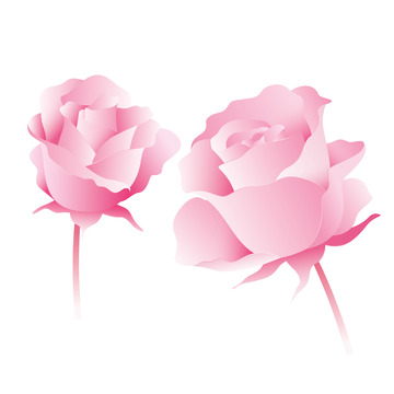 玫瑰花矢量玫瑰花玫瑰花插图玫瑰花元素