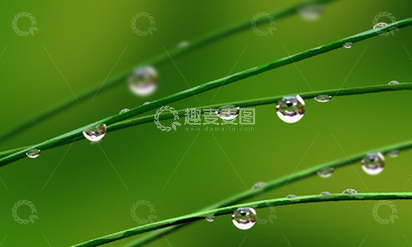 源文件下载【趣麦麦图】谷雨场景绿植雨滴背景枝草下雨banner