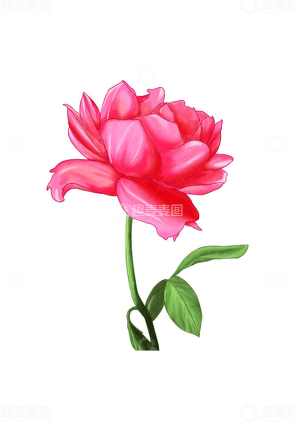 源文件下载【趣麦麦图】春天植物月季花朵