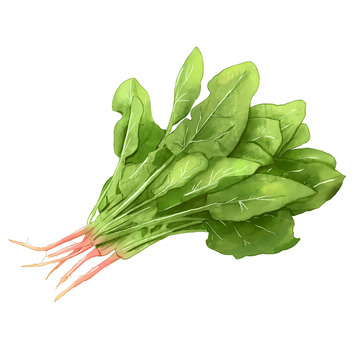卡通手绘蔬菜菠菜