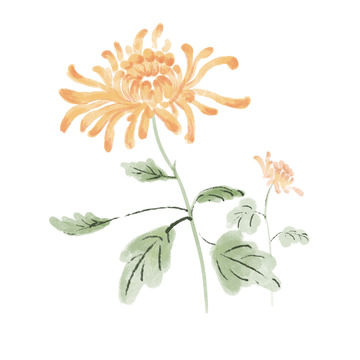 手绘水墨菊花