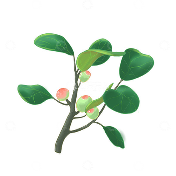源文件下载【趣麦麦图】绿色植物 菩提果
