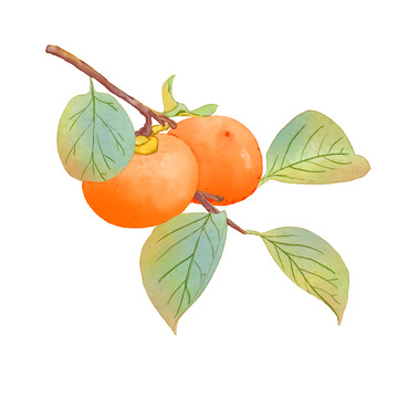 卡通手绘植物小柿子