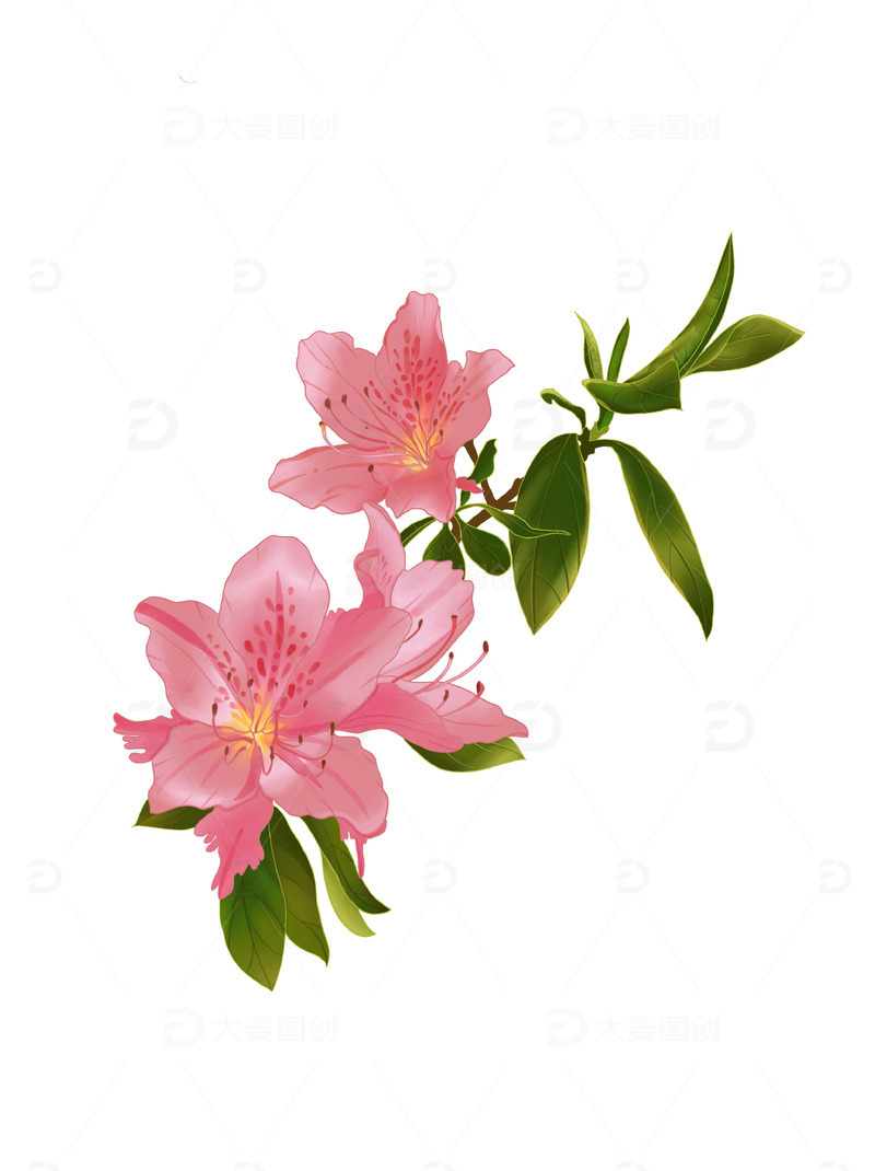 春天杜鹃花手绘元素