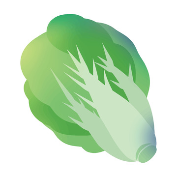 白菜矢量白菜手绘白菜