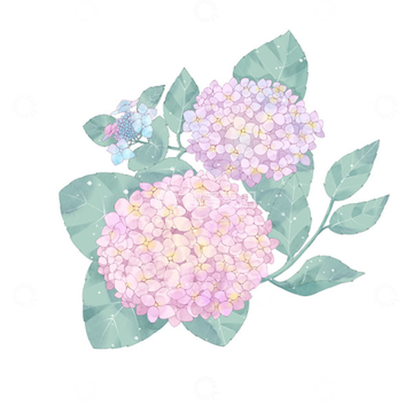 源文件下载【趣麦麦图】水彩风小清新唯美浪漫绣球花紫阳花插图