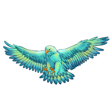 老鹰，鹰，鸟，动物