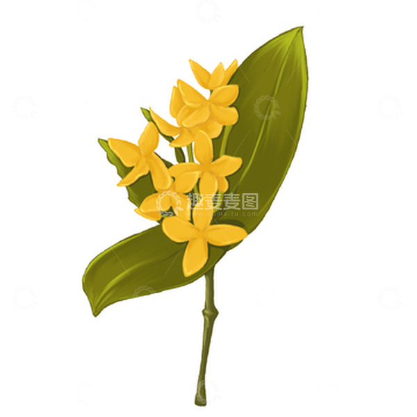 源文件下载【趣麦麦图】花 花卉 龙船花