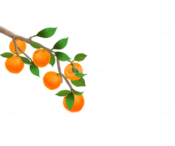 源文件下载【趣麦麦图】-丰收的橘子挂满枝头