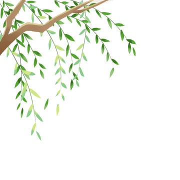 春天柳树发芽清明春柳