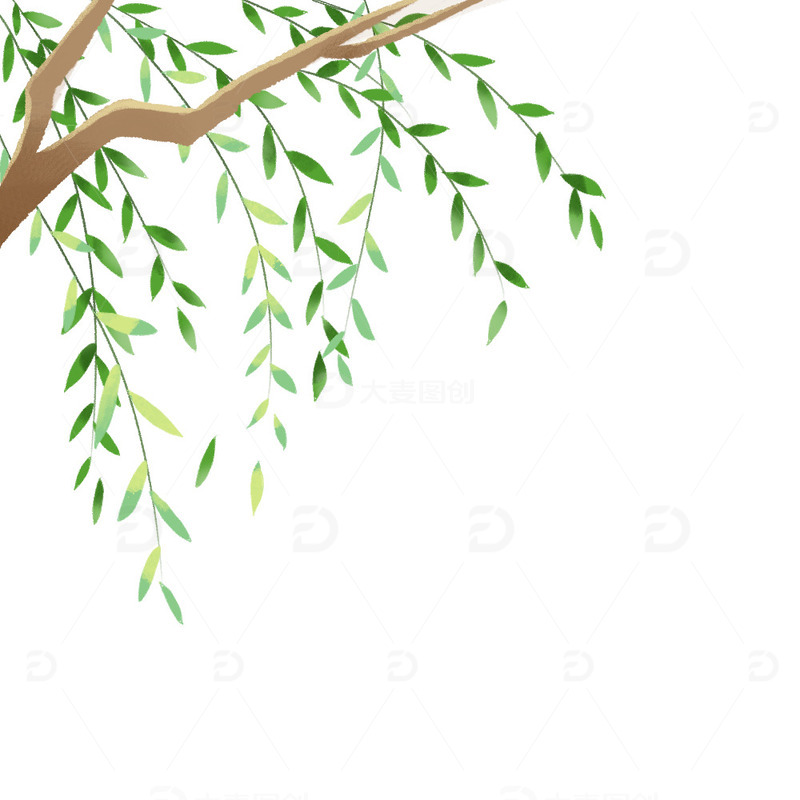 春天柳树发芽清明春柳