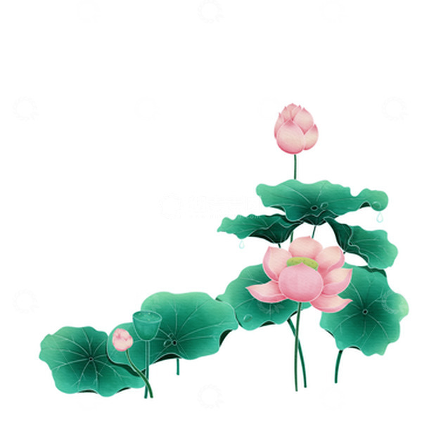 夏天荷花荷叶莲蓬水彩肌理