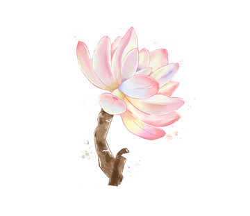 多肉手绘多肉手绘花卉鲜花