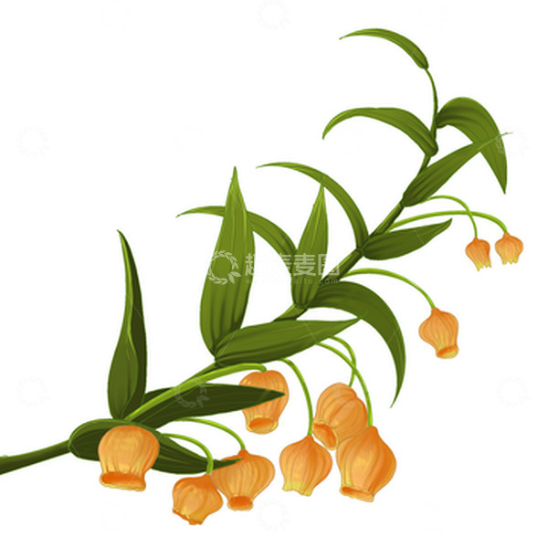 源文件下载【趣麦麦图】花卉 宫灯百合