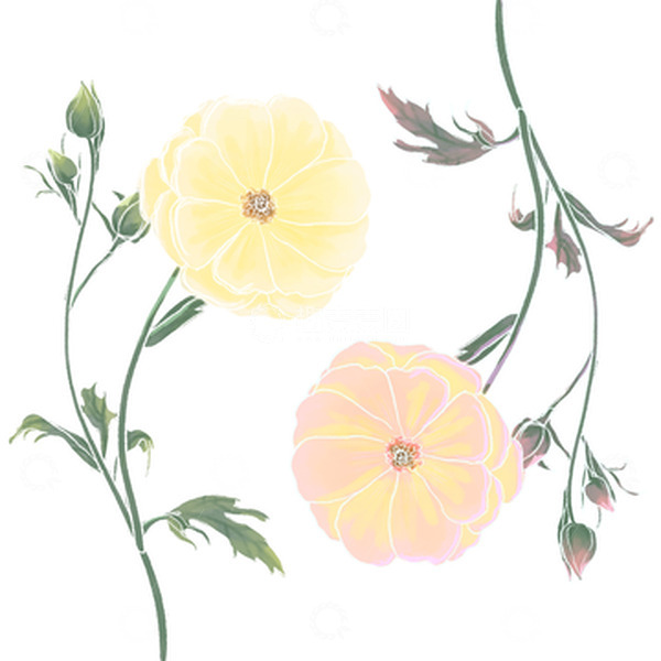 源文件下载【趣麦麦图】花卉洋牡丹小清新手绘风