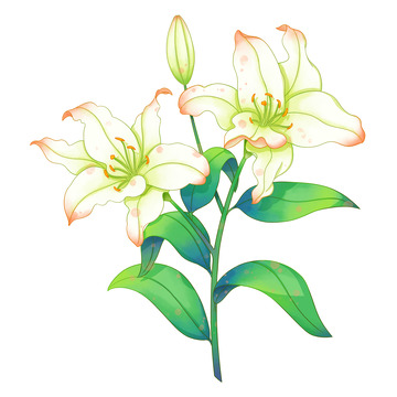 清新手绘百合花绿色植物花朵花卉装饰插画