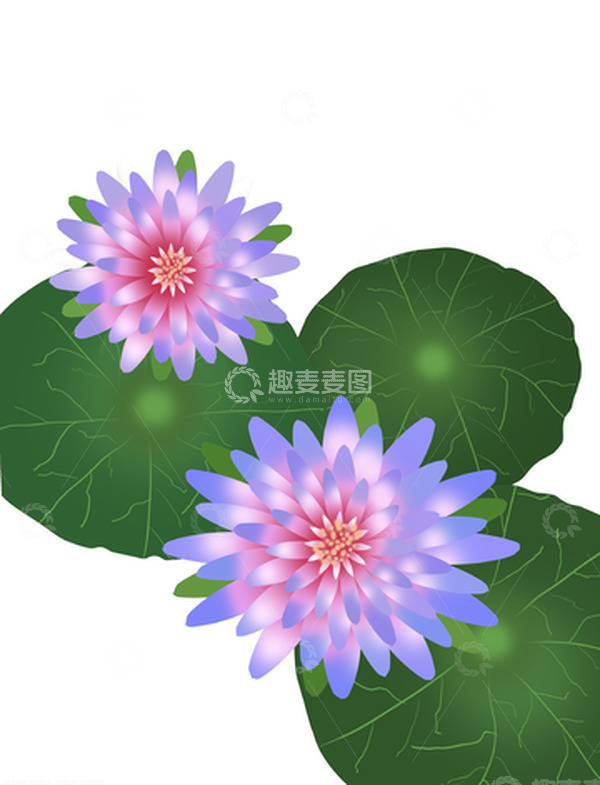 源文件下载【趣麦麦图】紫色原创手绘睡莲花