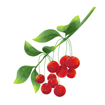 清新水果系列水彩樱桃