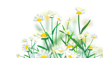 卡通插画夏天春天立夏小清新小雏菊
