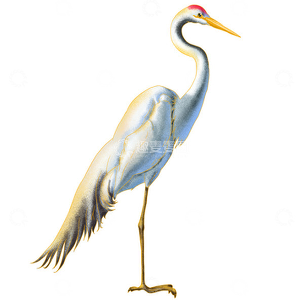 源文件下载【趣麦麦图】鹤，鸟，仙鹤，飞禽，动物